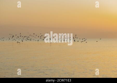 Vögel fliegen über das untersetzende Meer. Möwen fliegen über das Meer. Stockfoto