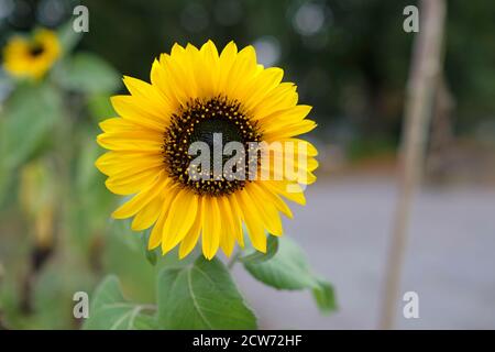 Nahaufnahme einer Sonnenblume mit viel mehr im Hintergrund Auf einem Feld Stockfoto