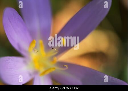 Wilder Krokus (Crocus Tommasinianus) blühen im Garten Stockfoto