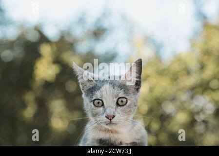 Nahaufnahme der kleinen Katze im Garten Hintergrund verschwommen Stockfoto