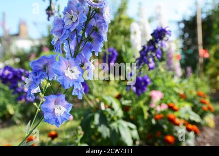 Hellblaue Delphinium Blütenspitze im selektiven Fokus gegen bunte Blumengarten Stockfoto