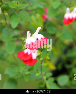 Salvia microphylla 'Hot Lips' Lamiaceae rot und weiß blühende Pflanze Mit grünem Laub in einem englischen Garten im Herbst Stockfoto