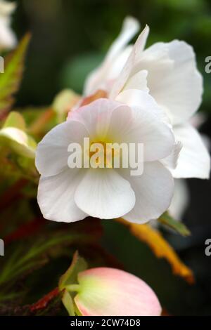 Begonia x semperflorens-Cultorum Nahaufnahme von weißen Blüten mit gelb Zentrieren Stockfoto