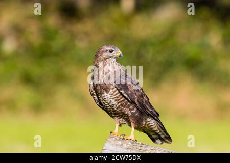 Gemeiner Bussard in Mitte Wales Spätsommer Sonnenschein. Stockfoto