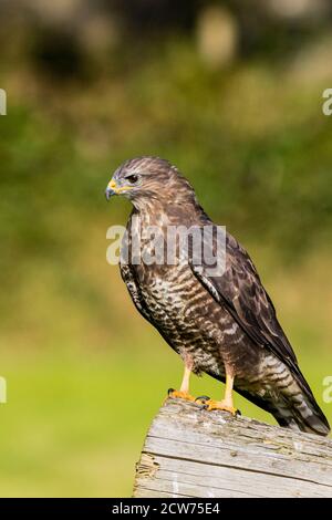 Gemeiner Bussard in Mitte Wales Spätsommer Sonnenschein. Stockfoto