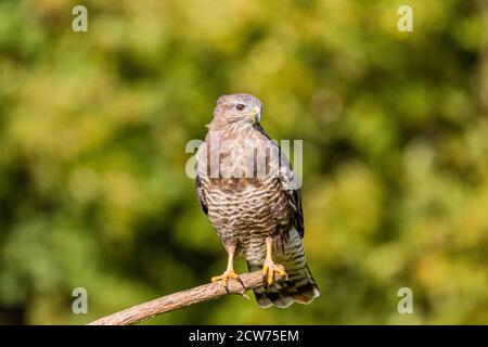 Gemeiner Bussard in Mitte Wales Spätsommer Sonnenschein. Stockfoto