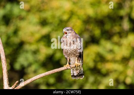 Gemeiner Bussard in Mitte Wales Spätsommer Sonnenschein. Stockfoto