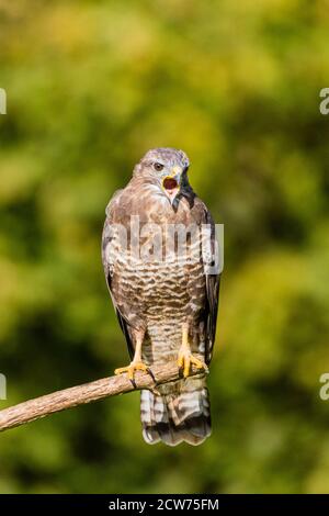 Gemeiner Bussard in Mitte Wales Spätsommer Sonnenschein. Stockfoto