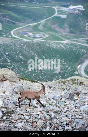 Vertikale Momentaufnahme der alpinen Ziege in seinem natürlichen Lebensraum gefangen, Steinböcke hoch in felsigen Bergen bei einem Spaziergang. Erstaunliche grüne Landschaft unten auf dem Hintergrund. Konzept der wilden Fauna Stockfoto