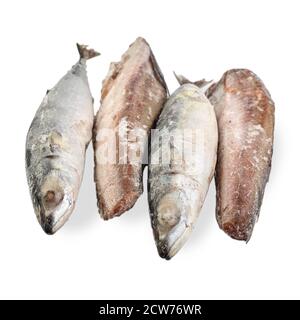 Gefrorene Makrele und Seehecht isoliert auf weißem Hintergrund. Auswahl an gefrorenen Fischen. Gruppe von Fischkadavern. Seitenansicht. Stockfoto