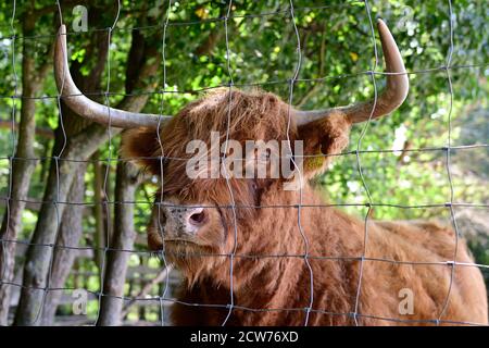 Ernstbrunn, Niederösterreich, Österreich. Schottisches Hochlandrind (Bos primigenius taurus) Stockfoto