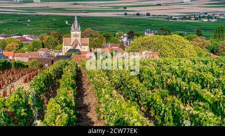 Weinanbau in der Champagne, Montagne de Reims, Ville-Dommange, Dorfkirche, Frankreich Stockfoto