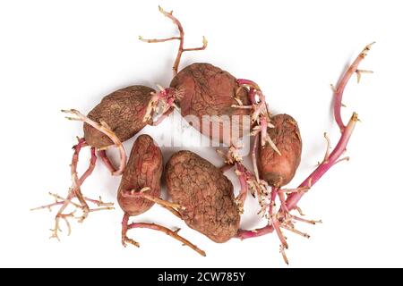 Alte gekeimte Kartoffeln Rosa auf weißem Hintergrund. Großen Sprossen Stockfoto