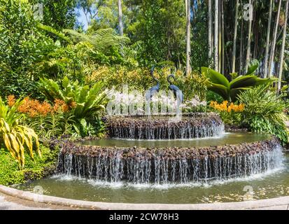 Brunnen mit Orchideen im botanischen Garten von Singapur Stockfoto