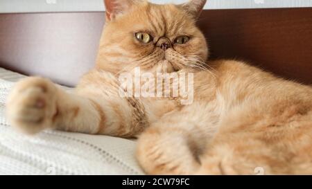 Lustige exotische Kurzhaarkatze mit herrischem Gesichtsausdruck. Niedliche fette Hauskatze Stockfoto