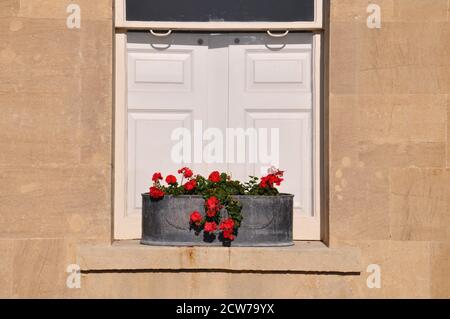 Fensterkasten aus Eisengepflanzer mit roten Geranien auf einer Sandsteinfensterschwelle vor geschlossenen weißen Fensterläden aus Holz. Stockfoto