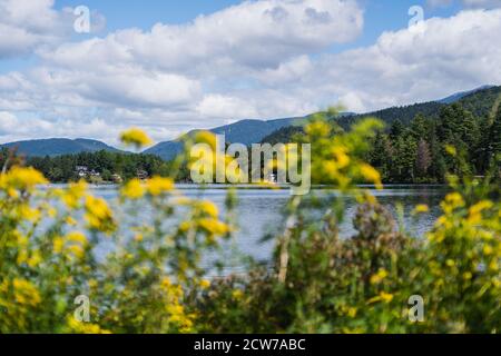 Gelbe Blumen gegen Mirror Lake in Lake Placid, NY Stockfoto