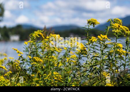 Gelbe Blumen gegen Mirror Lake in Lake Placid, NY Stockfoto