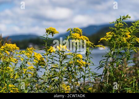 Gelbe Blumen gegen Mirror Lake in Lake Placid, NY Stockfoto