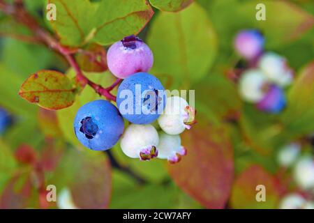 Heidelbeerpflanze im Herbstgarten mit Heidelbeeren Reifung Stockfoto