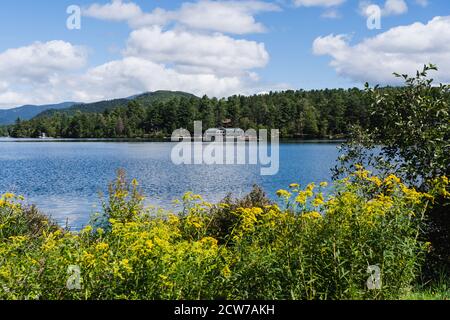 Gelbe Blumen und Grünflächen vor dem Mirror Lake und der Stadt Lake Placid, NY Stockfoto