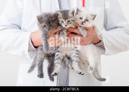 Katze in Vet Arzt Hände. Arzt Tierarzt Untersuchung 3 drei Kätzchen. Baby Katzen in der Tierklinik. Tierarzneimittel für Haustiere und Katzen. Kätzchen Tier Stockfoto