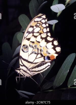 Limettenschmetterling, Papilio demoleus malayanus Stockfoto