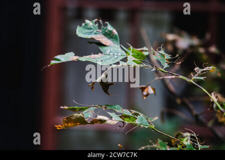 Blätter vor einem Fenster während des Herbstes in Lake Placid, NY Stockfoto