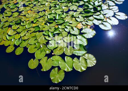 Nymphaeaceae blühende Pflanzen auf der Wasseroberfläche. Seerose mit grünen Blättern Stockfoto