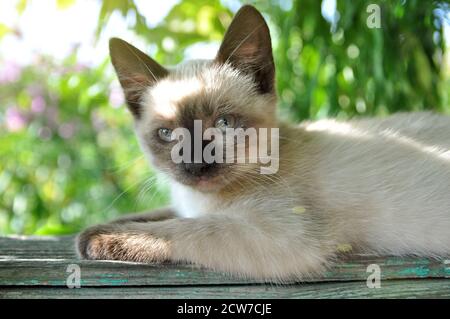 Siamesische Kätzchen, die im Schatten des Gartens ruhen. Stockfoto