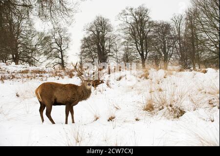 Rothirsch (Cervus Elephus) Hirsch im Schnee, Richmond Park, London, UK Stockfoto