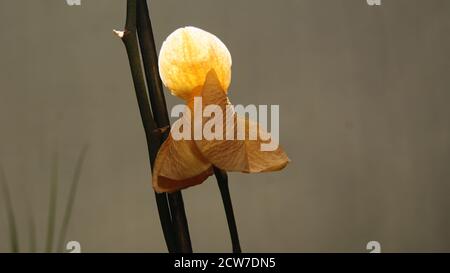 Orchidee. Blume auf Zweig mit Blütenblatt fast trocken im Hausgarten, mit Differentialfokus, defokussierten weißen Hintergrund, wissenschaftlicher Name Orchidaceae, Brazi Stockfoto