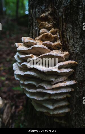 Eine große Pilzinfektion, die auf Baumrinde in Lake Placid, NY wächst Stockfoto