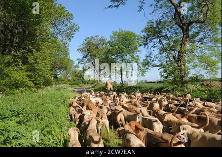 03.06.2013 Huntsman Peter Collins Ausübung Quorn Hunt Hounds in Leicestershire Stockfoto