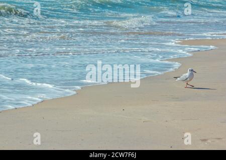 Möwe zu Fuß auf Sandstrand in der Nähe stürmisch winkende Meer. Seevögel auf der Suche nach Nahrung. Stockfoto