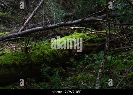 Ein mit Moos bedeckter gefallener Baum auf einer Wanderung Die Adirondacks Stockfoto