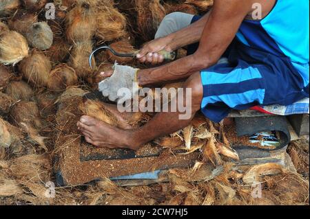 Bangkok, Thailand. September 2020. Ein Arbeiter schält Kokosnüsse in einem kleinen Werk in Bangkok, Thailand, 28. September 2020. Jeder der Arbeiter im Werk schält hier etwa 3,000 Kokosnüsse pro Tag, um den Bedarf des Marktes zu decken. Quelle: Rachen Sageamsak/Xinhua/Alamy Live News Stockfoto