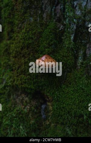 Ein kleiner Pilz, der aus Moos auf einem Baum wächst In den Adirondacks Stockfoto