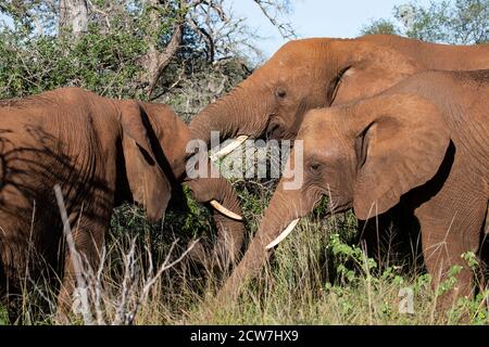 Eine Gruppe von drei erwachsenen afrikanischen Elefanten Loxodonta africana versammeln Von Angesicht zu Angesicht bei der Nahrungssuche unter den Afrikanern Vegetation Stockfoto