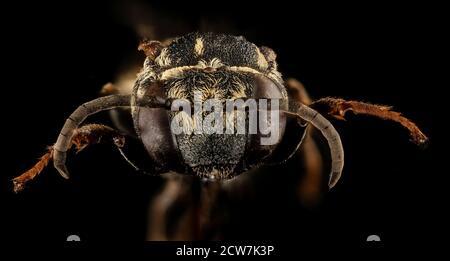 Triepeolus cressonii, f, Face, Washington D.C. 2018-04-23-18.00 Stockfoto