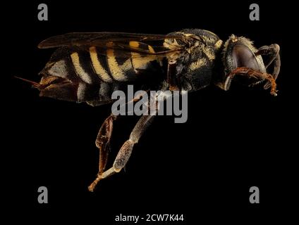 Triepeolus cressonii, f, rechts, Washington D.C 2018-04-23-18.22 Stockfoto