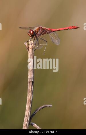 Männliche Rotaderentaucher oder Nomade (Sympetrum fonscolombii) Libelle der Gattung Sympetrum, Sonnenbaden auf Zweig, Deutschland, Europa Stockfoto