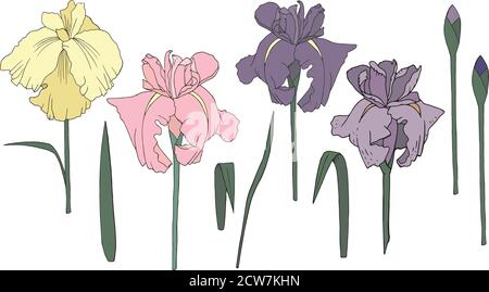 Set von Vektor irises zarten und raffinierten Blumen Stock Vektor