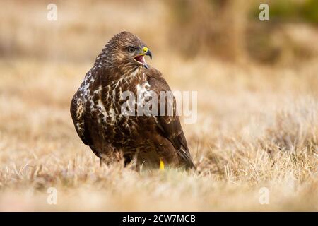 Wilder Bussard, der im Herbst auf dem Feld kreischt. Stockfoto