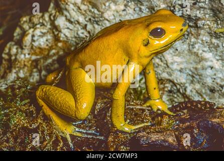 Golden Poison Dart Frosch , (Phyllobates terribilis.) Gelbes Morph. Aus SW Kolumbien.der größte Giftpfeilfrosch. Als gefährdet eingestuft. Stockfoto