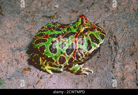 Junger argentinischer gehörnter Frosch oder gemalter Escuerzo (Ceratophrys ornata) aus Argentinien, Brasilien und Uruguay. Stockfoto