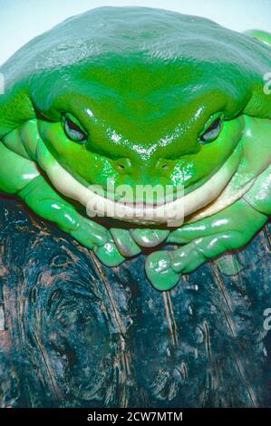 White's oder Australian Green Tree Frog, (Litoria caerulea,) aus Australien und Neuguinea. Eine typisch nachdenkliche Pose. Stockfoto