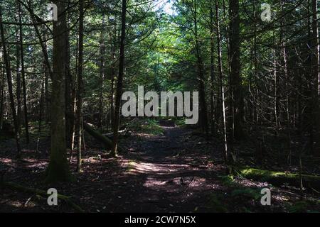 Sonnenlicht kommt durch die Bäume auf einer Wanderung in der Hölzer Stockfoto