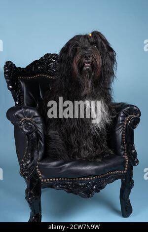 Ein Schapendoes oder holländischer Schäferhund, der in einem barocken Stuhl sitzt Vor blauem Hintergrund Stockfoto