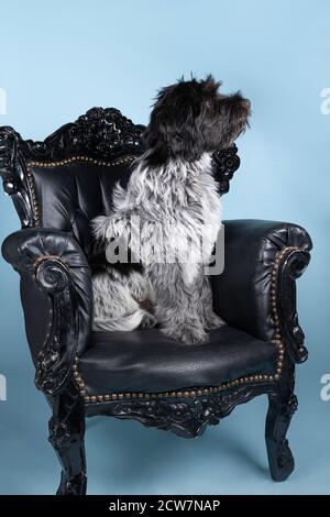 Ein Schapendoes oder holländischer Schäferhund, der in einem barocken Stuhl sitzt Vor blauem Hintergrund Stockfoto
